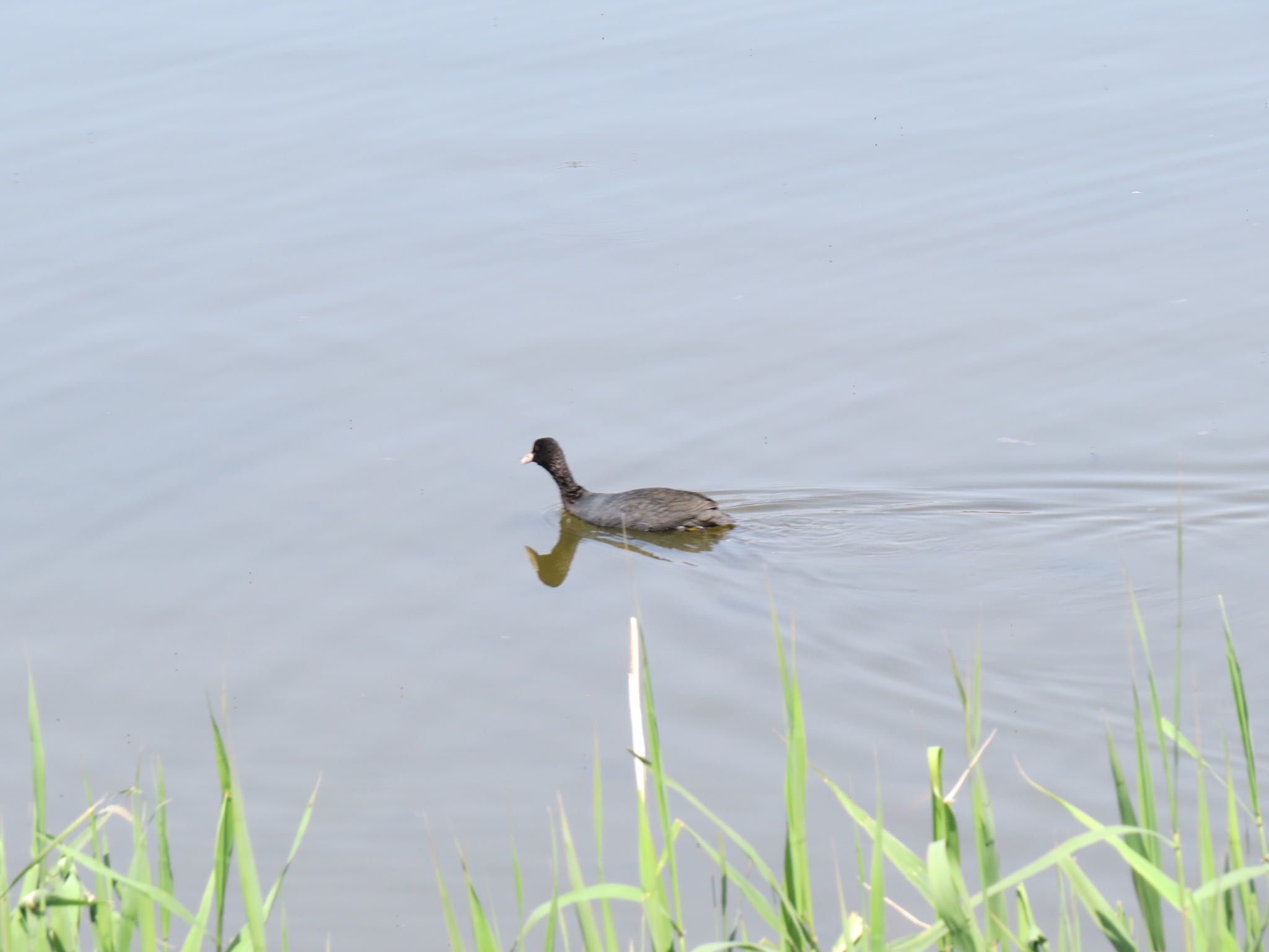 Photo of Eurasian Coot at Kasai Rinkai Park by Haruki🦜