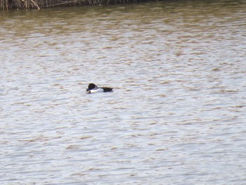 Tufted Duck Kasai Rinkai Park Sun, 4/14/2024