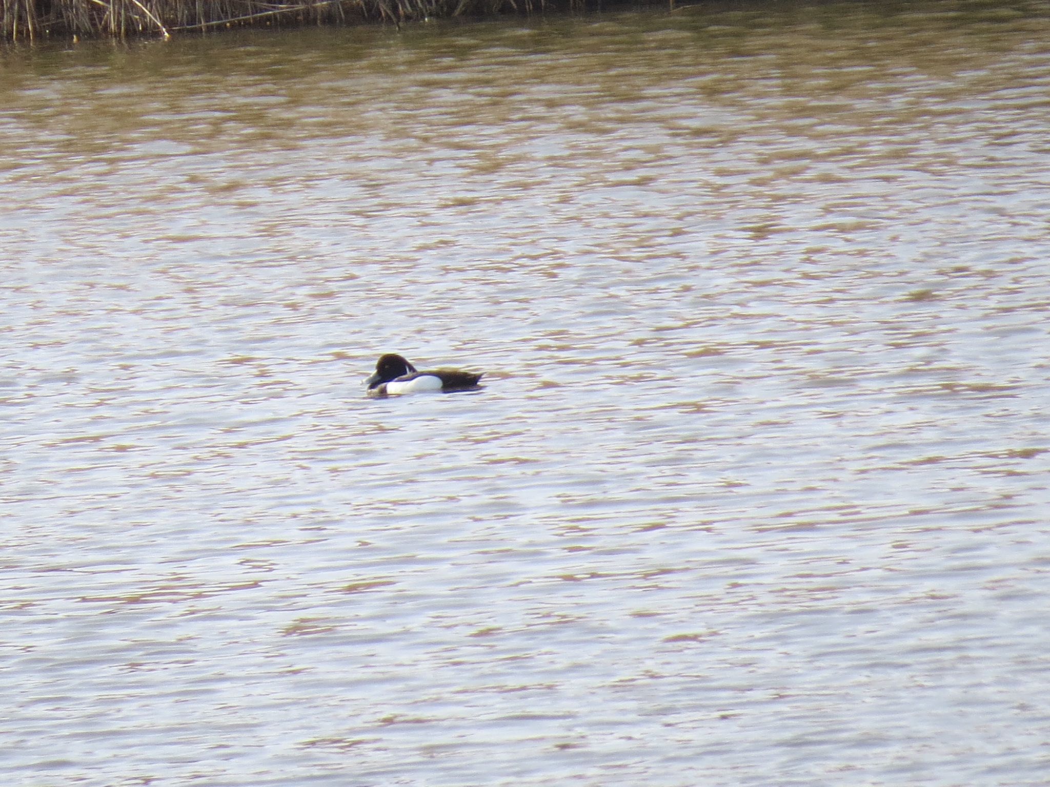 Photo of Tufted Duck at Kasai Rinkai Park by Haruki🦜