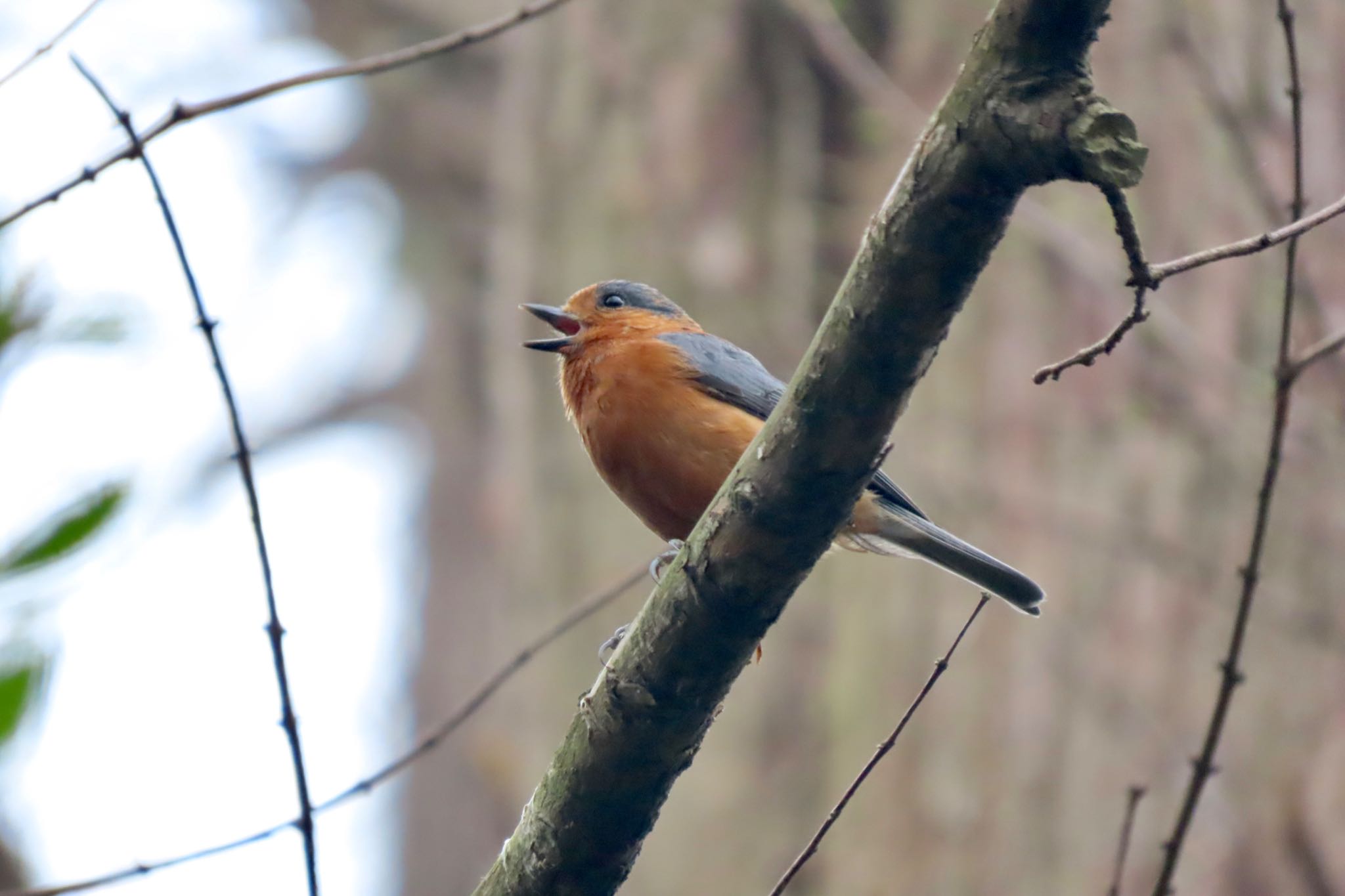 Varied Tit