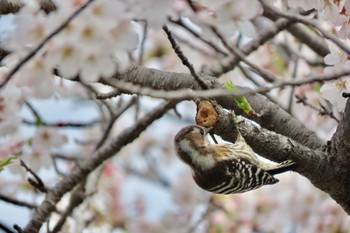 コゲラ 水元公園 2024年4月7日(日)