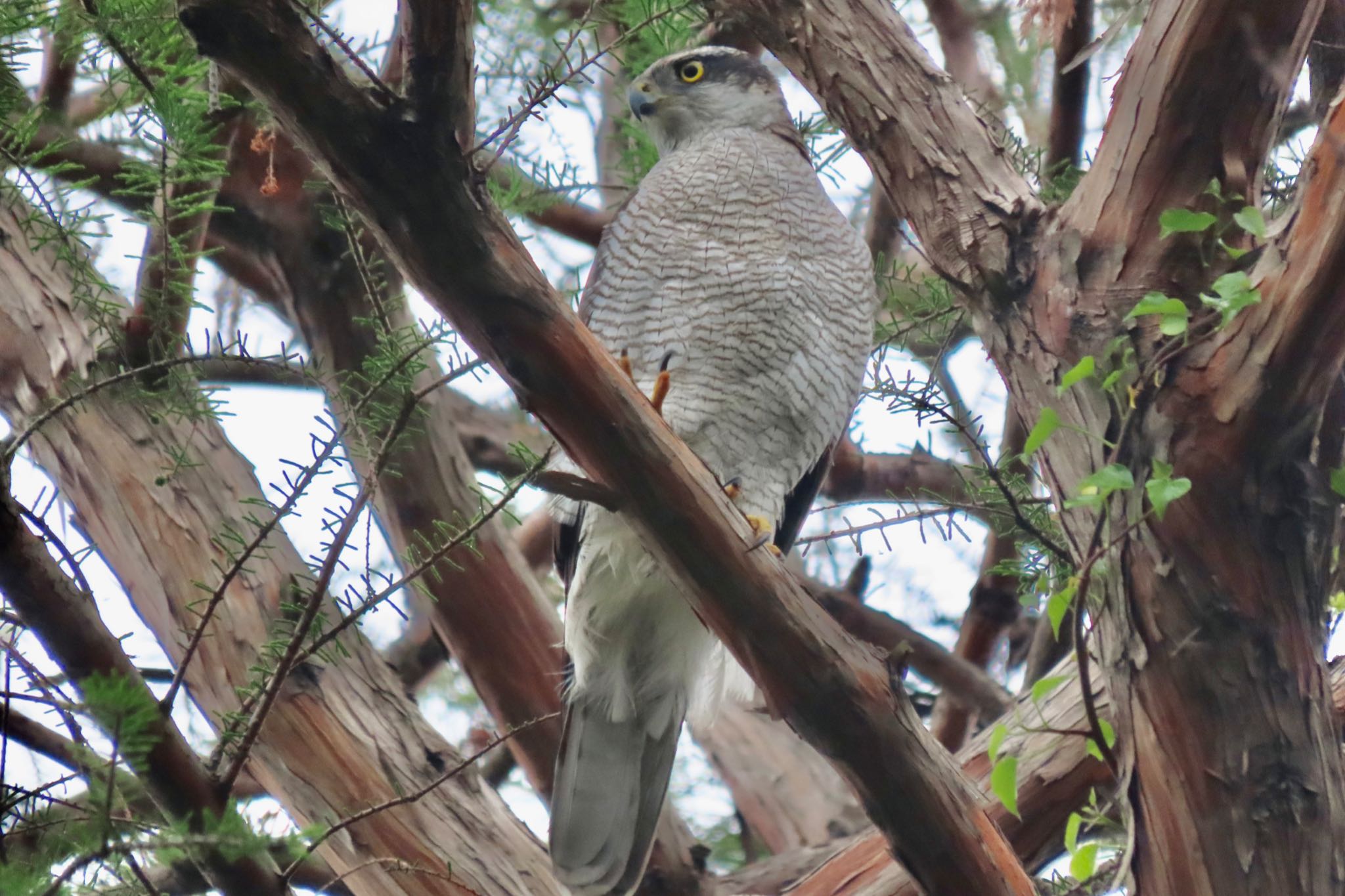 Eurasian Goshawk