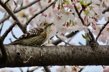 コゲラ 水元公園 2024年4月7日(日)