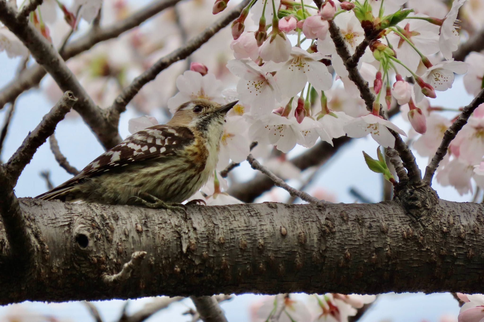 Photo of Japanese Pygmy Woodpecker at Mizumoto Park by 中学生探鳥家