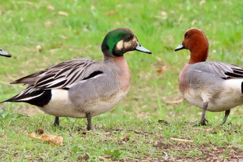 2024年4月7日(日) 水元公園の野鳥観察記録