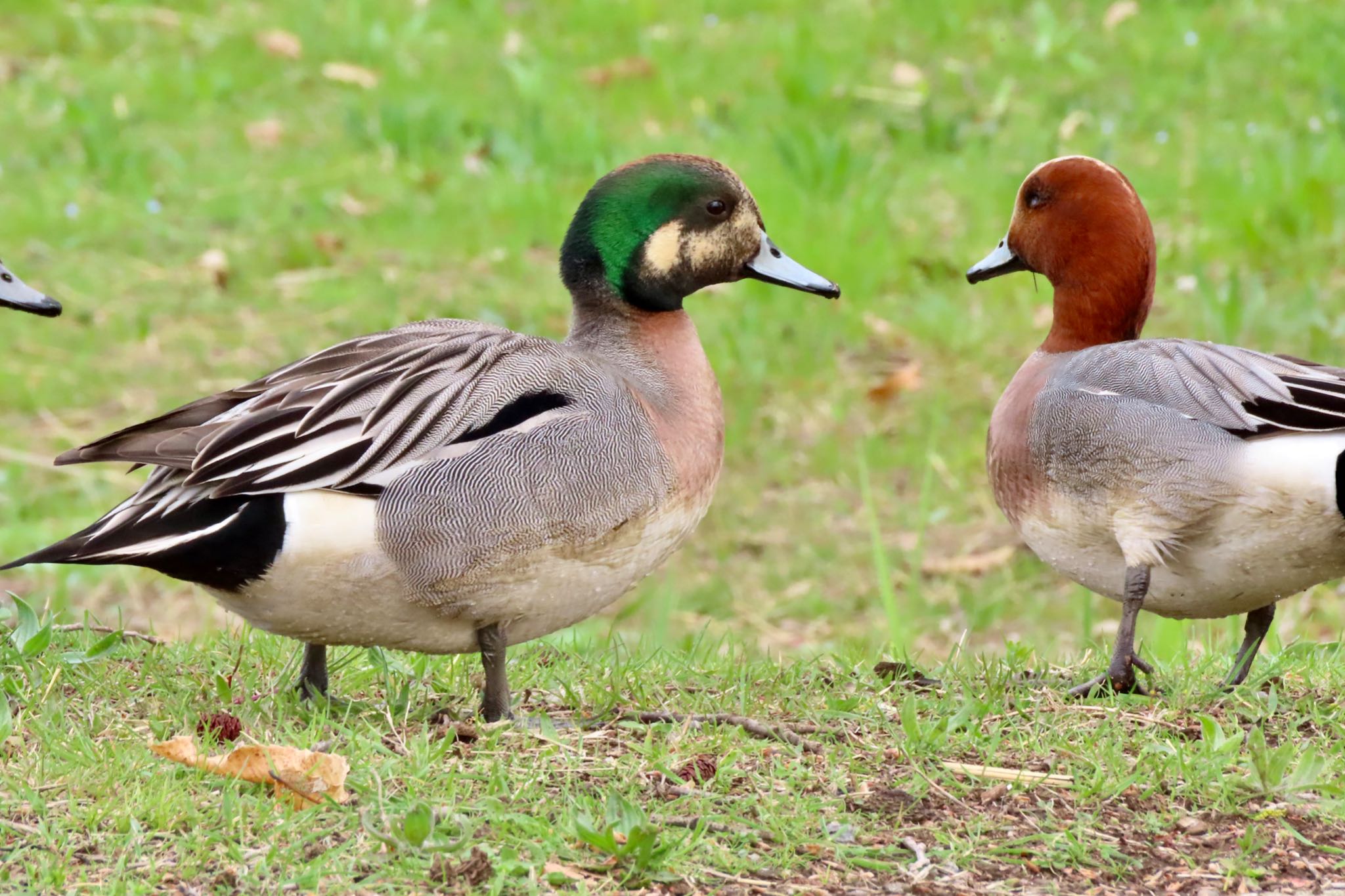 Northern Pintail x Eurasian Wigeon