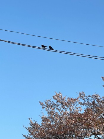 Barn Swallow 自宅敷地内電線 Sun, 4/14/2024