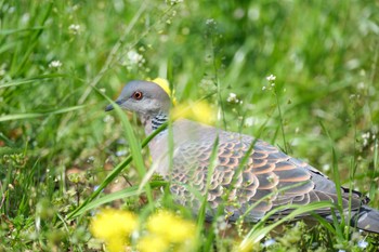 キジバト 金井公園 2024年4月14日(日)