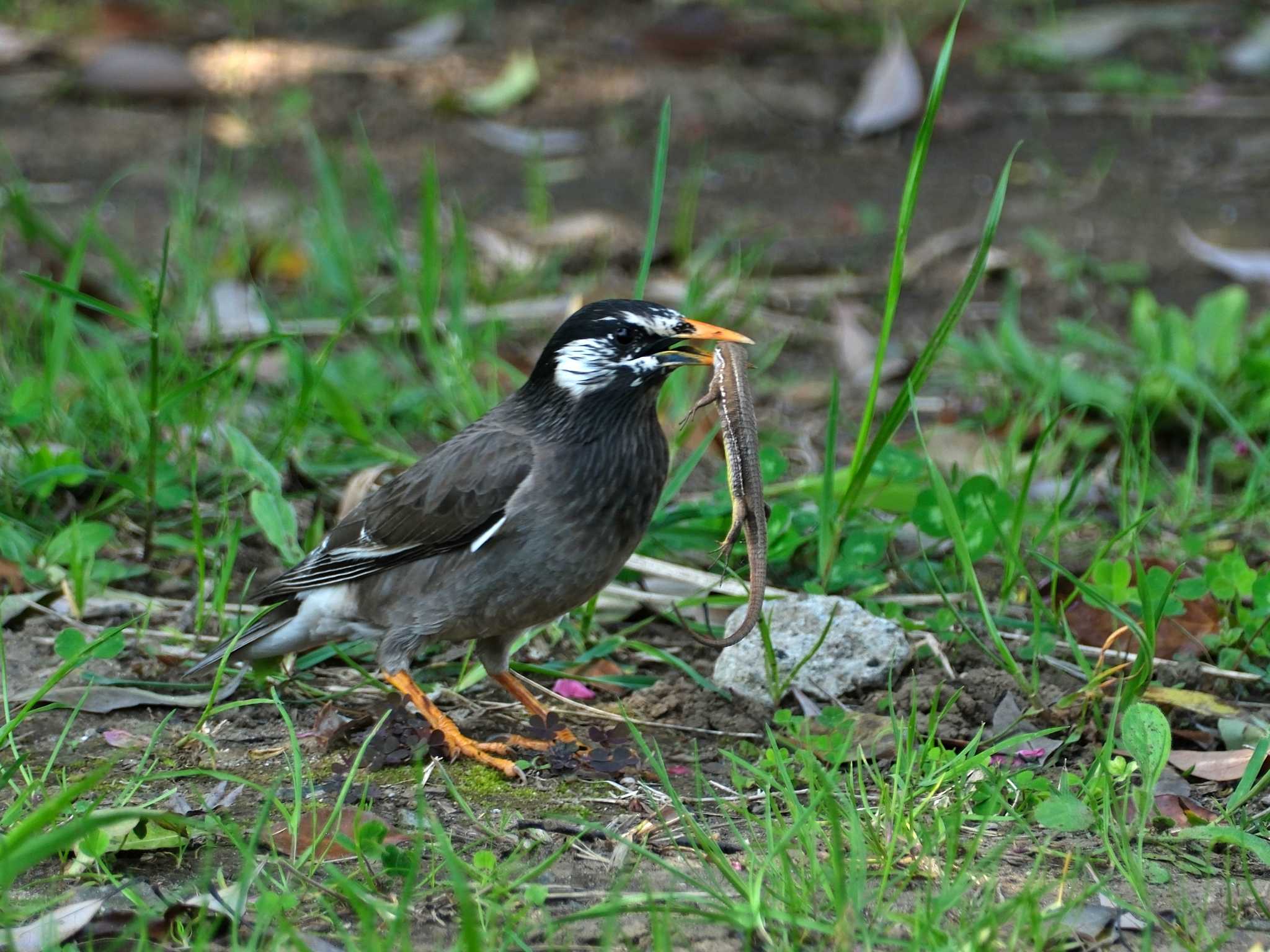 Photo of White-cheeked Starling at 金井公園 by jun tanaka