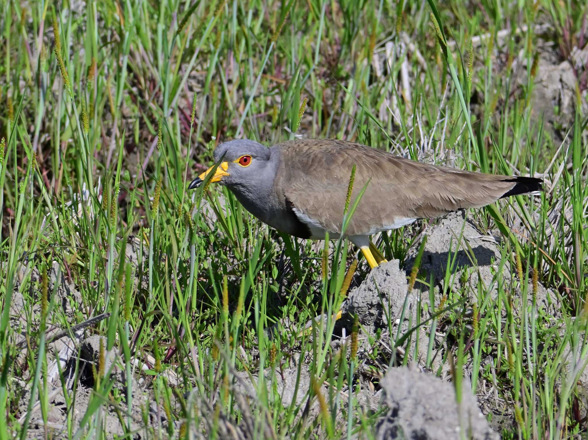 Grey-headed Lapwing