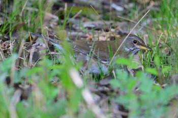 2024年4月14日(日) 平城宮跡の野鳥観察記録