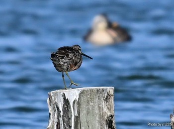 Long-billed Dowitcher Isanuma Sat, 4/13/2024