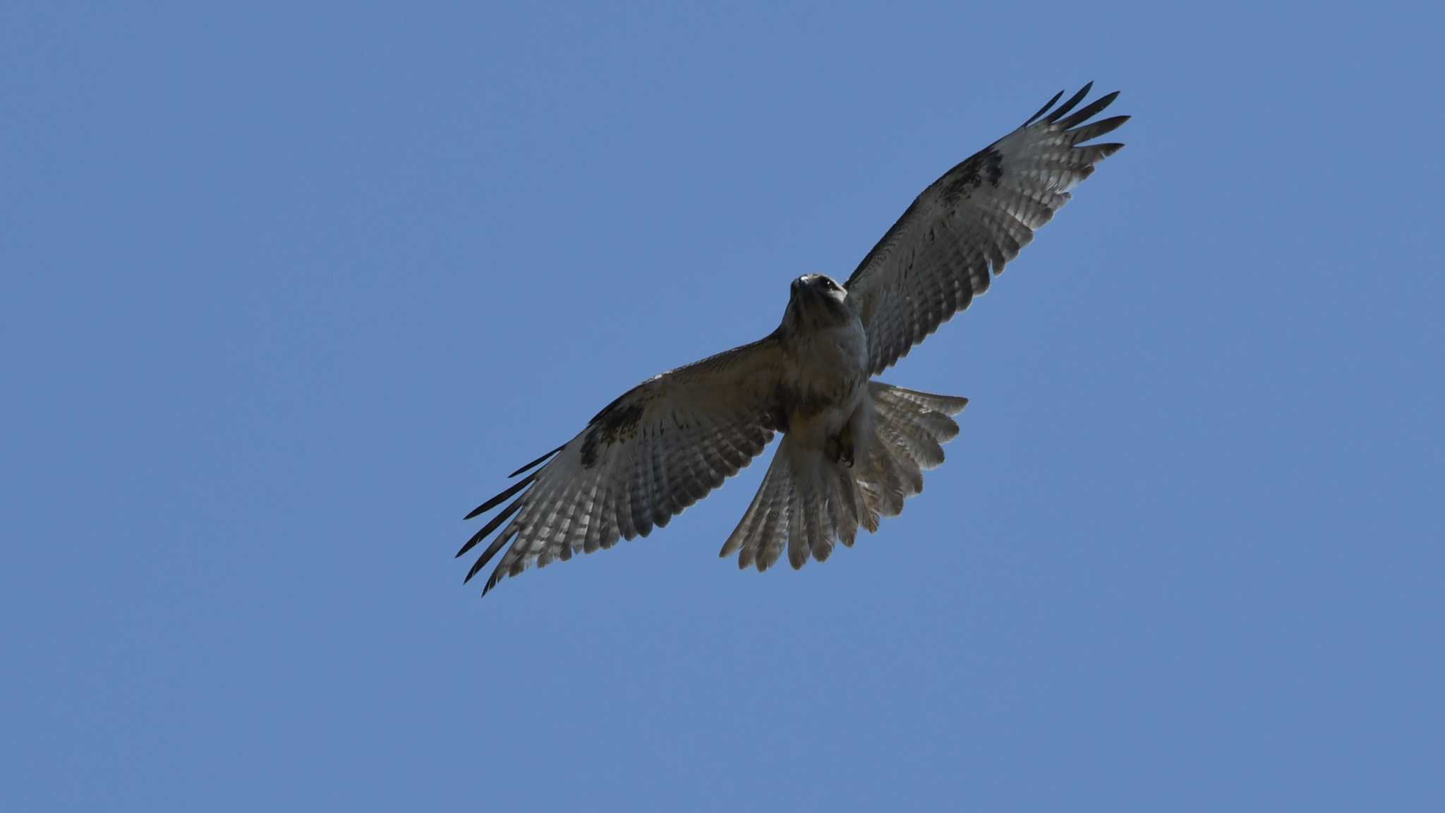 Photo of Eastern Buzzard at 佐久広域 by ao1000