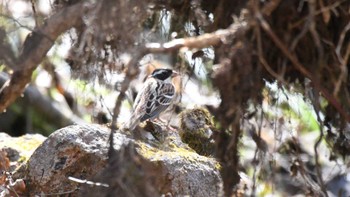 Rustic Bunting 佐久広域 Sun, 4/14/2024