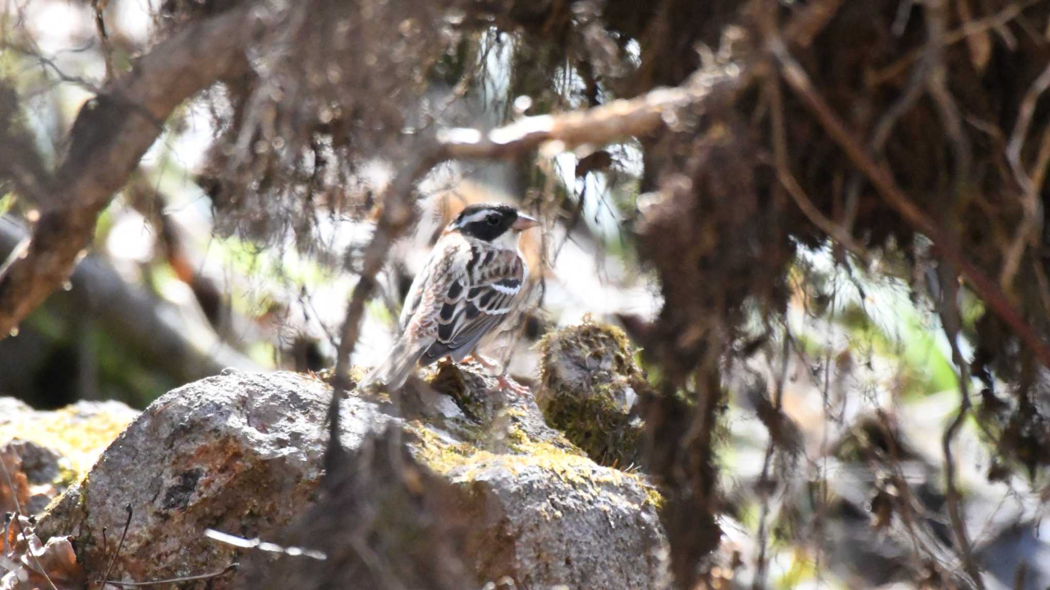 Photo of Rustic Bunting at 佐久広域 by ao1000