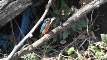 カワセミ 佐久広域 2024年4月14日(日)