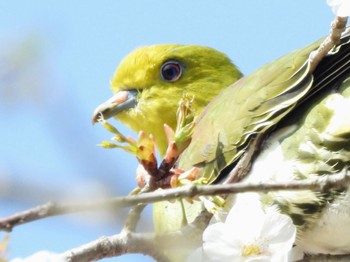 White-bellied Green Pigeon 静岡県 Sun, 4/14/2024