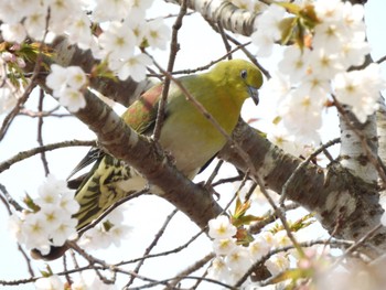 White-bellied Green Pigeon 静岡県 Sun, 4/14/2024