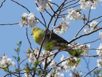 アオバト 静岡県 2024年4月14日(日)