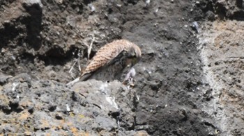 チョウゲンボウ 佐久広域 2024年4月14日(日)