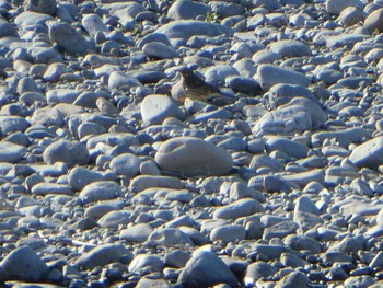 Water Pipit 多摩川二ヶ領上河原堰 Mon, 12/24/2018