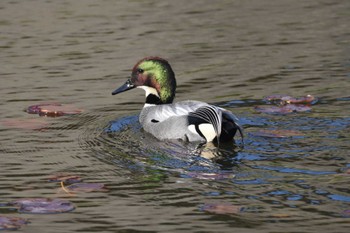 Falcated Duck 福岡市早良区 Wed, 3/20/2024