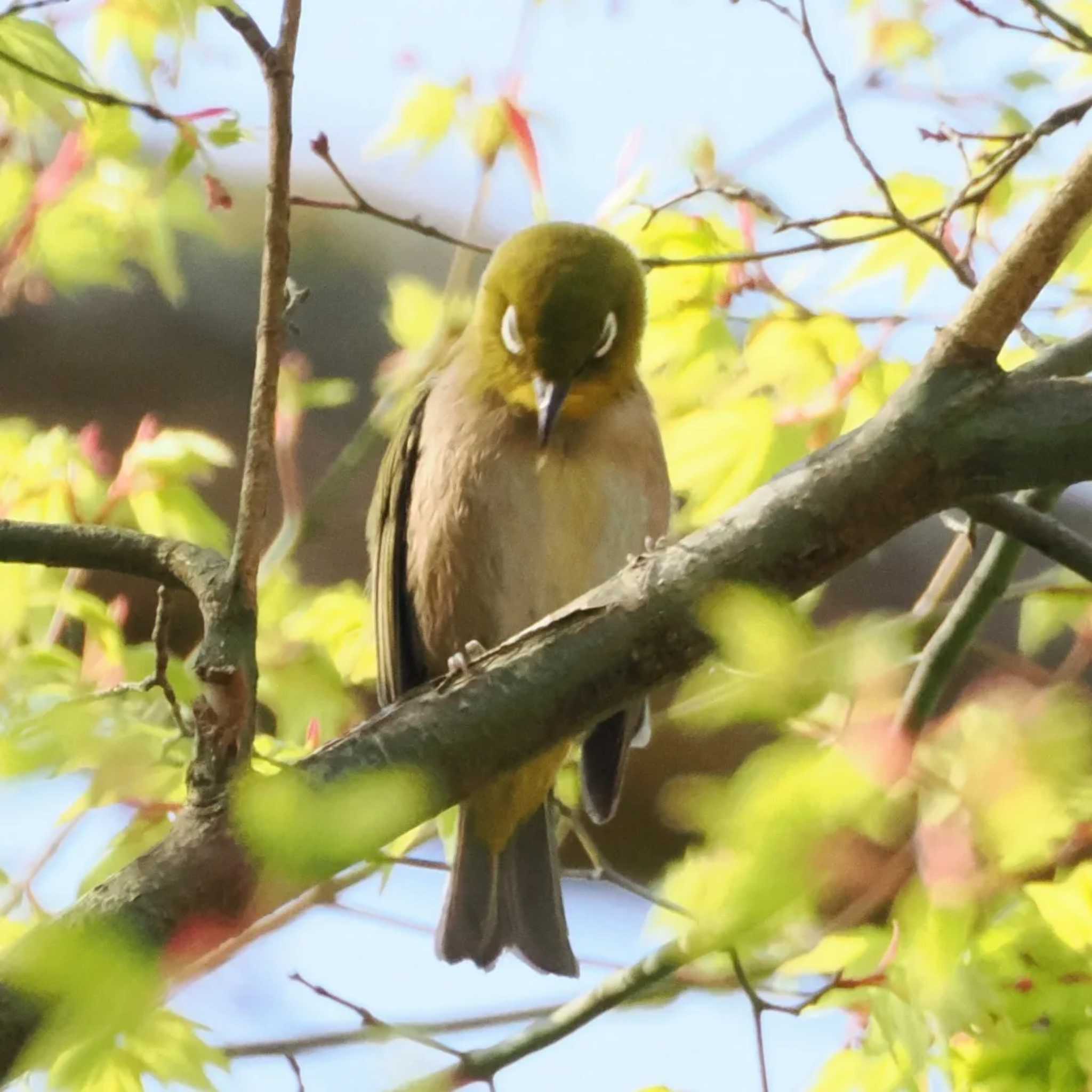 Photo of Warbling White-eye at 再度公園 by 摩耶山55