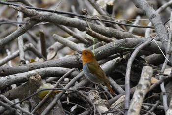 Japanese Robin 西南森の湖畔公園 Sat, 4/6/2024