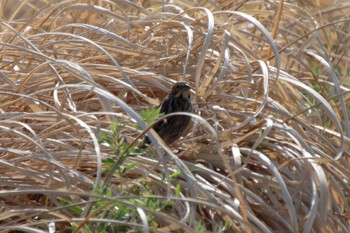 Chestnut-eared Bunting 恩田川(小山町付近) Sun, 4/14/2024