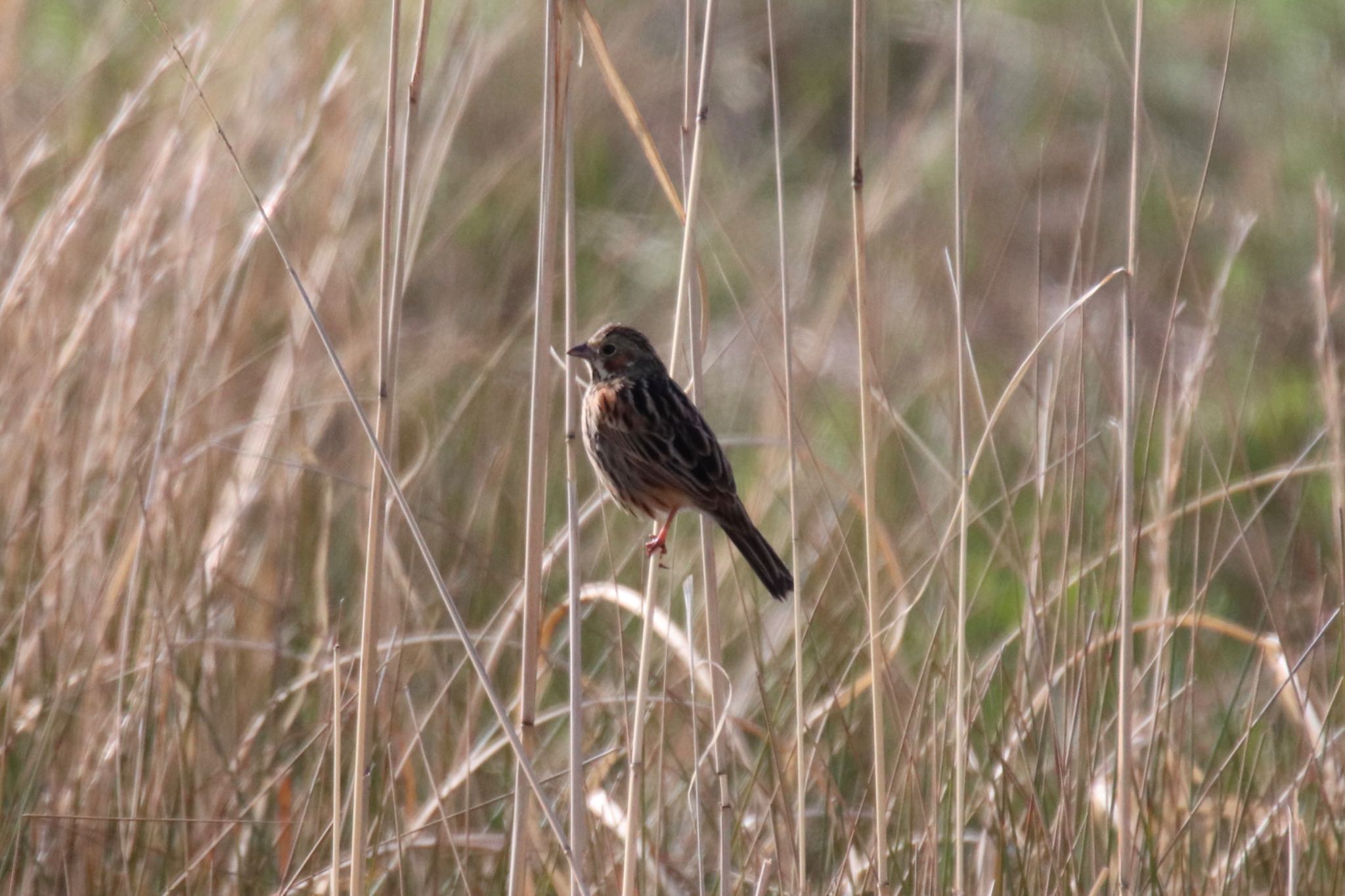 Photo of Chestnut-eared Bunting at 恩田川(小山町付近) by Jiateng 三保