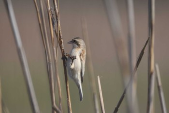 Chinese Penduline Tit 今津 Sun, 4/7/2024