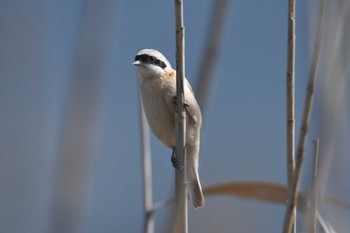 Chinese Penduline Tit 今津 Sun, 4/7/2024