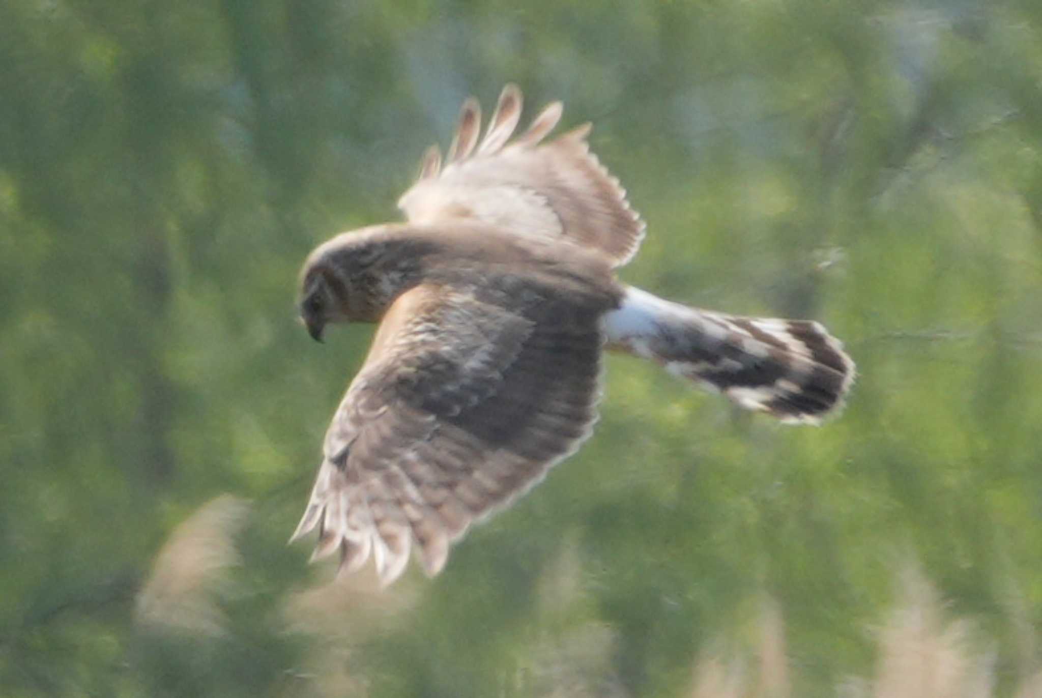 Photo of Hen Harrier at 多摩川 by ツートン