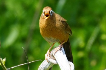 ガビチョウ 多摩川 2024年4月14日(日)