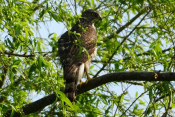 Sun, 4/14/2024 Birding report at 多摩川