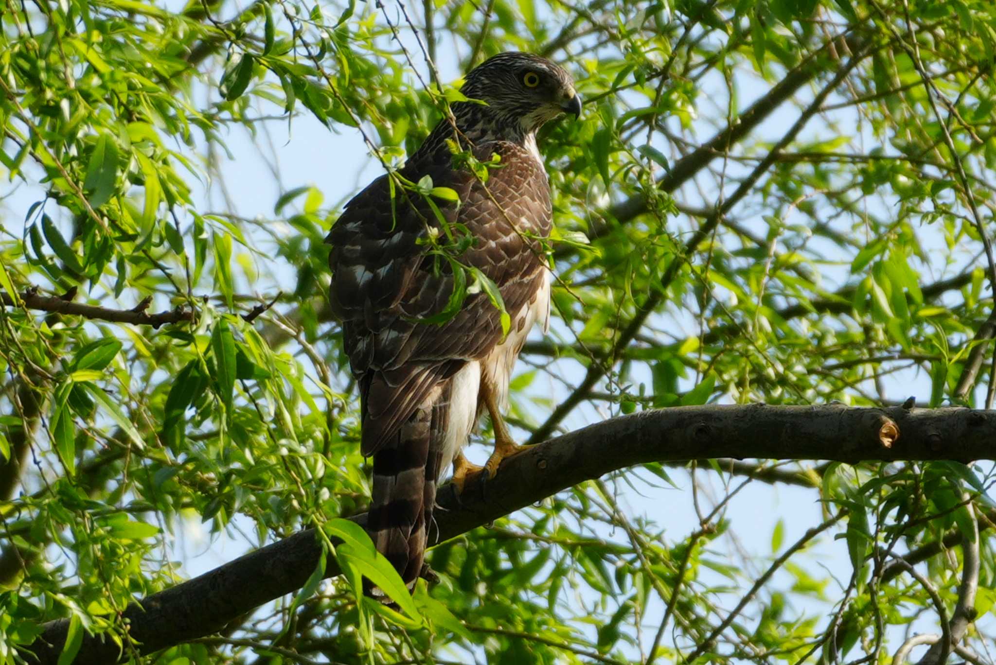 Photo of Eurasian Goshawk at 多摩川 by ツートン