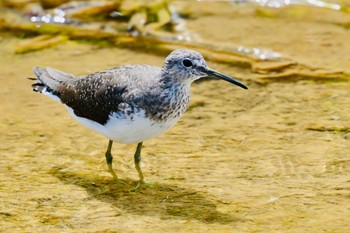 Green Sandpiper Unknown Spots Thu, 4/4/2024