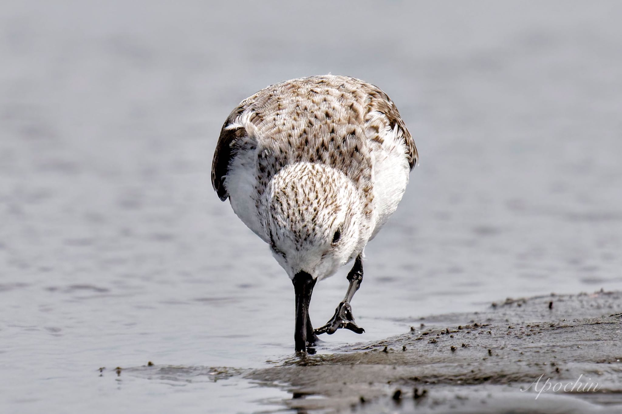 Sanderling