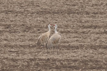 Sandhill Crane 北海道豊頃町 Fri, 4/12/2024