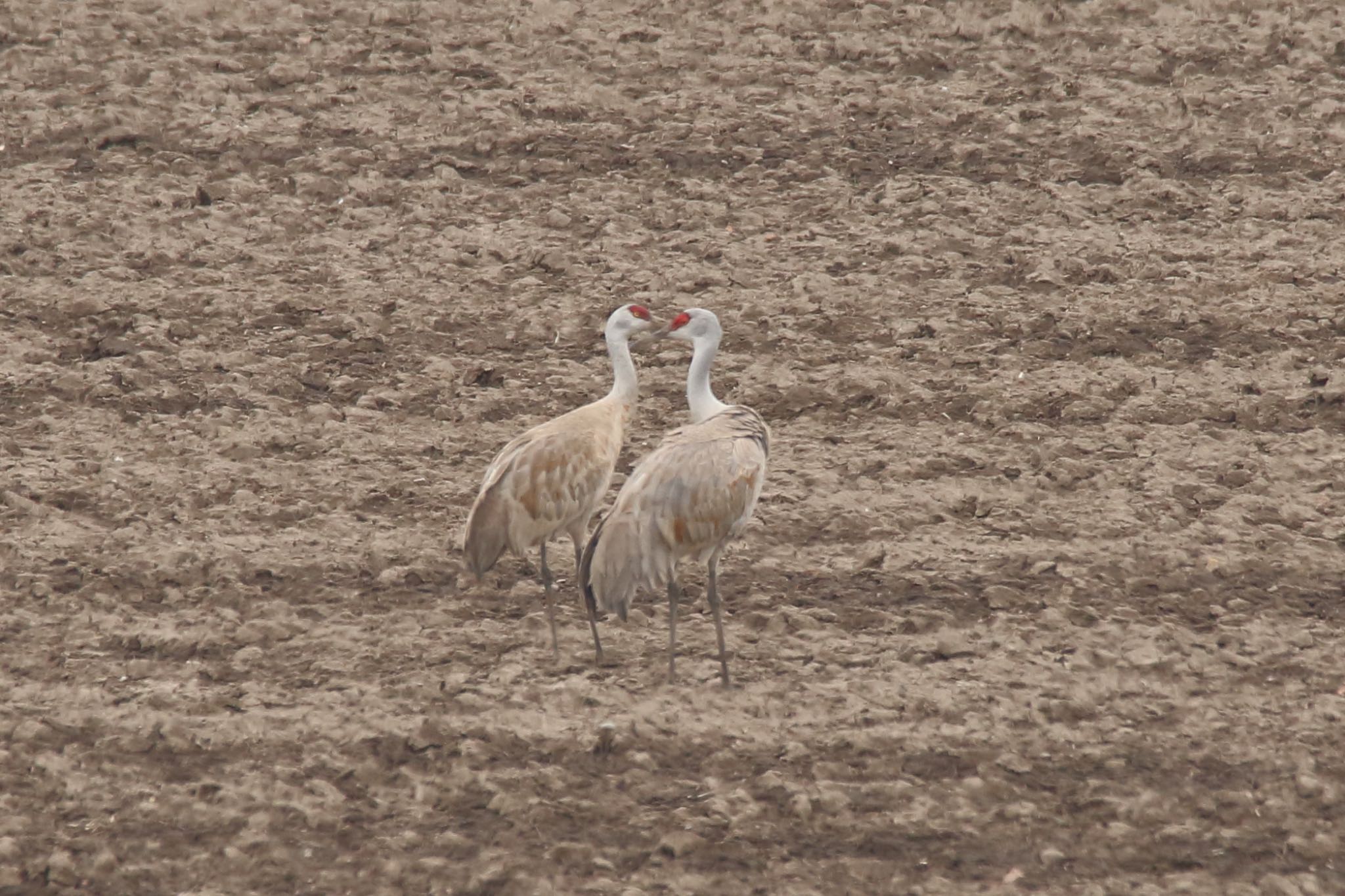 Photo of Sandhill Crane at 北海道豊頃町 by シマエナちゃん