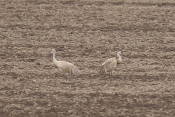 Sandhill Crane 北海道豊頃町 Fri, 4/12/2024