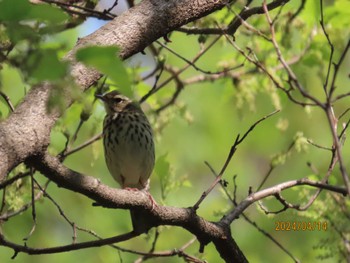 Olive-backed Pipit Imperial Palace Sun, 4/14/2024