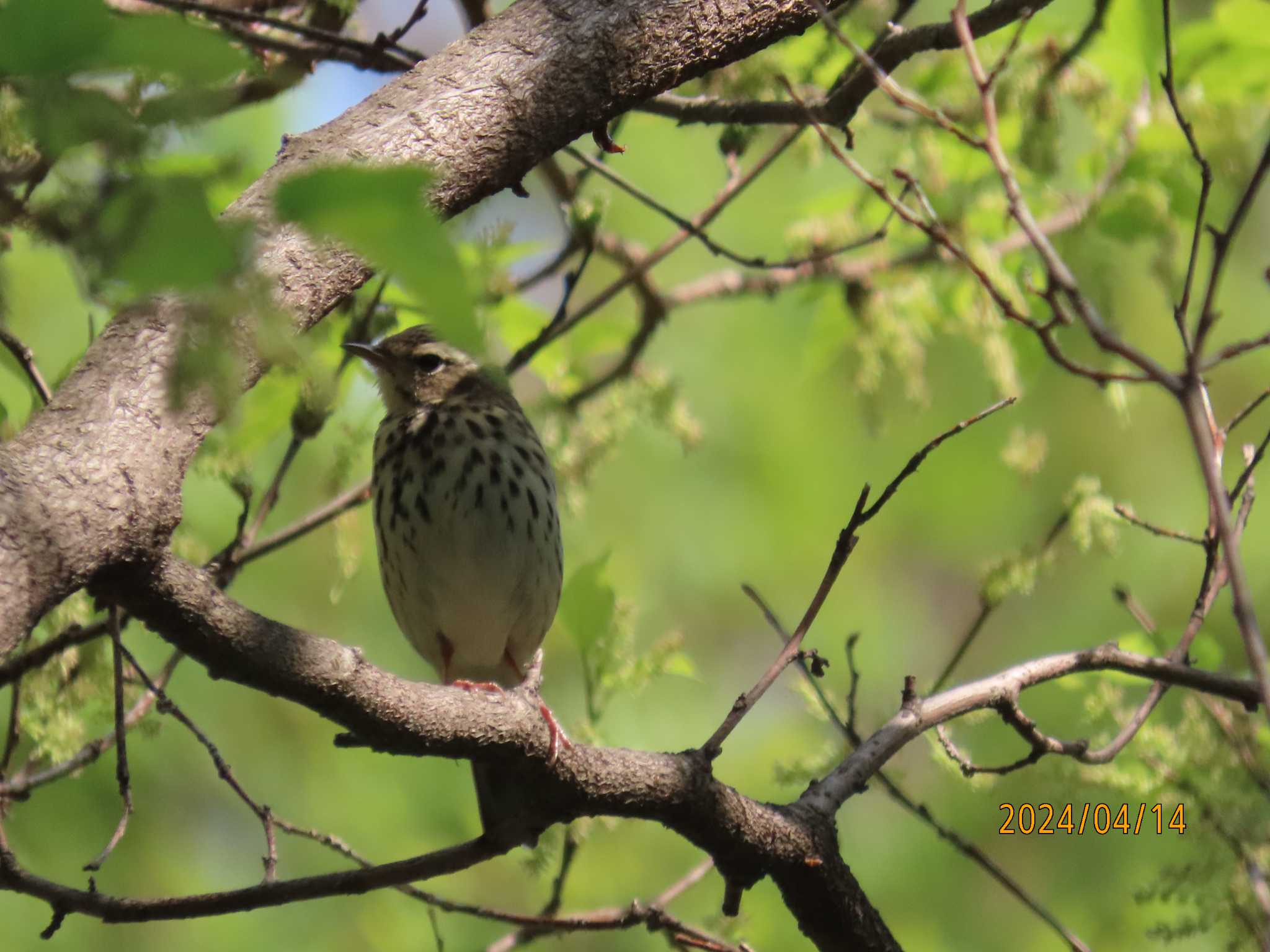 Photo of Olive-backed Pipit at Imperial Palace by チョコレート