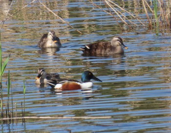 Northern Shoveler Kasai Rinkai Park Sat, 4/13/2024