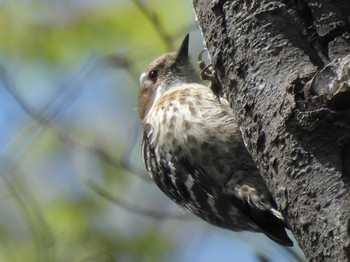 Japanese Pygmy Woodpecker Osaka castle park Sun, 4/14/2024