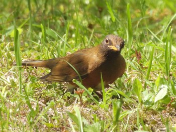 Brown-headed Thrush Osaka castle park Sun, 4/14/2024