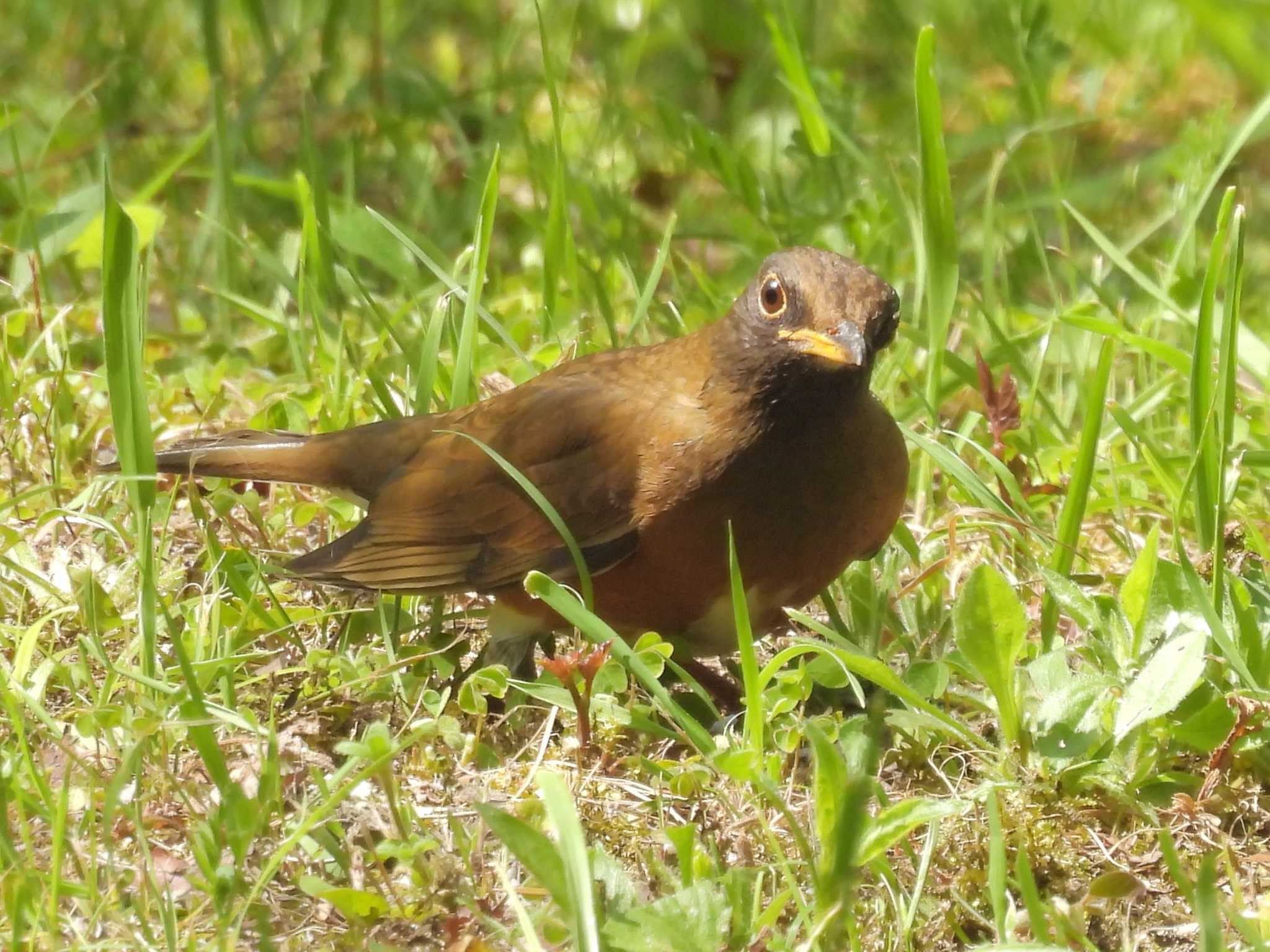Photo of Brown-headed Thrush at Osaka castle park by ゆりかもめ
