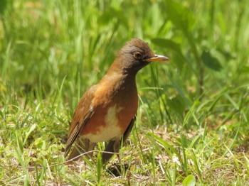 Brown-headed Thrush Osaka castle park Sun, 4/14/2024