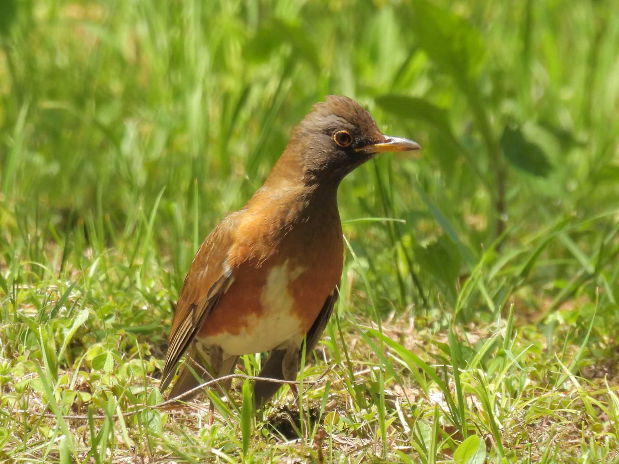 Photo of Brown-headed Thrush at Osaka castle park by ゆりかもめ