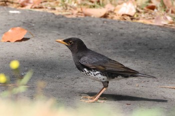 2024年4月14日(日) 鶴舞公園(名古屋)の野鳥観察記録